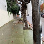 Holiday Tree Removal at Intersection Of Chestnut St & End (900 Block Of)