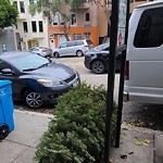 Holiday Tree Removal at 2711 Hyde St