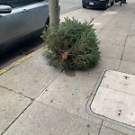 Holiday Tree Removal at 1250 Folsom St