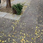 Holiday Tree Removal at 2362 Folsom St