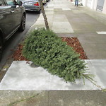 Holiday Tree Removal at 250 21st Ave Outer Richmond