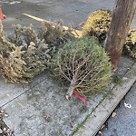 Holiday Tree Removal at 118 Amazon Ave
