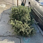 Holiday Tree Removal at 419 Amazon Ave