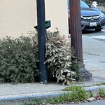 Holiday Tree Removal at 1600 Masonic Ave