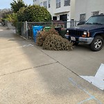 Holiday Tree Removal at 3200 Ocean Ave
