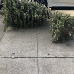 Holiday Tree Removal at 649 Clayton St