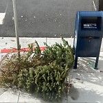 Holiday Tree Removal at Intersection Of 24th Ave & Anza St