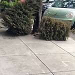 Holiday Tree Removal at 170 Noe St