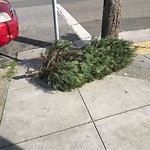 Holiday Tree Removal at Intersection Of Edinburgh St & Brazil Ave