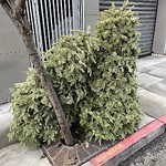 Holiday Tree Removal at 826 Van Ness Ave