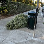 Holiday Tree Removal at Intersection Of 14th St & Noe St