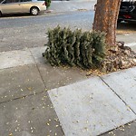 Holiday Tree Removal at 7 Vulcan Stwy