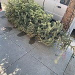 Holiday Tree Removal at 1758 Filbert St