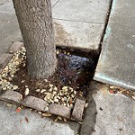Flooding, Sewer & Water Leak Issues at 3832 Balboa St