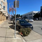 Holiday Tree Removal at 3600 Fillmore St