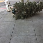 Holiday Tree Removal at Intersection Of Francisco St & Stockton St