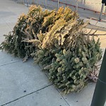 Holiday Tree Removal at 700 Treat Ave