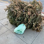 Holiday Tree Removal at Intersection Of 20th St & Treat Ave