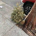 Holiday Tree Removal at 270 San Carlos St