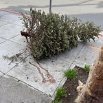 Holiday Tree Removal at 1599 California St