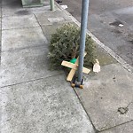 Holiday Tree Removal at 381 12th Ave