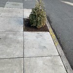 Holiday Tree Removal at 267 San Carlos St