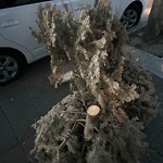 Holiday Tree Removal at 2901 Lake St