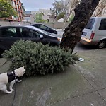 Holiday Tree Removal at 1717 Mcallister St