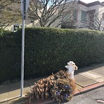 Holiday Tree Removal at 99 Vasquez Ave