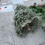 Holiday Tree Removal at 536 Rhode Island St