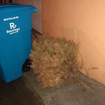 Holiday Tree Removal at 3179 23rd St