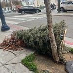 Holiday Tree Removal at 99 Haight St