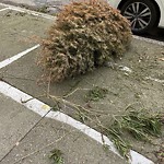 Holiday Tree Removal at 535 Hugo St