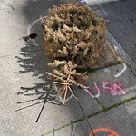 Holiday Tree Removal at 68 Mccoppin St