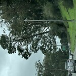 Tree Maintenance at Golden Gate Park, Crossover Dr, San Francisco 94122