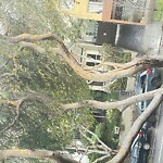 Tree Maintenance at 2534 Folsom St, San Francisco 94110