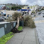Tree Maintenance at 316–320 Claremont Blvd, San Francisco 94127