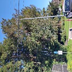 Tree Maintenance at Balboa Park, 125–169 Sgt John V Young St, San Francisco 94112