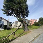 Tree Maintenance at 330 Colon Ave, San Francisco 94127