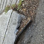 Curb & Sidewalk Issues at 543 Holly Park Cir
