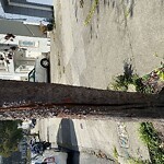 Tree Maintenance at 839 37th Ave