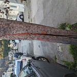Tree Maintenance at 843 37th Ave