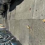 Street or Sidewalk Cleaning at 20 Sycamore St
