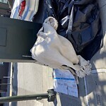 Street or Sidewalk Cleaning at 1400–1448 15th St, San Francisco 94103