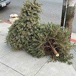 Holiday Tree Removal at 6454 Fulton St