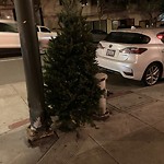Holiday Tree Removal at Intersection Of Pine St & Hyde St