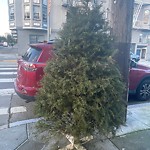 Holiday Tree Removal at Intersection Of Grove St & Laguna St