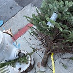 Holiday Tree Removal at 3700 20th St