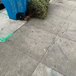 Holiday Tree Removal at 3278 21st St