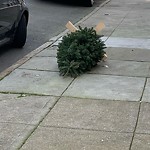 Holiday Tree Removal at 1839 Filbert St
